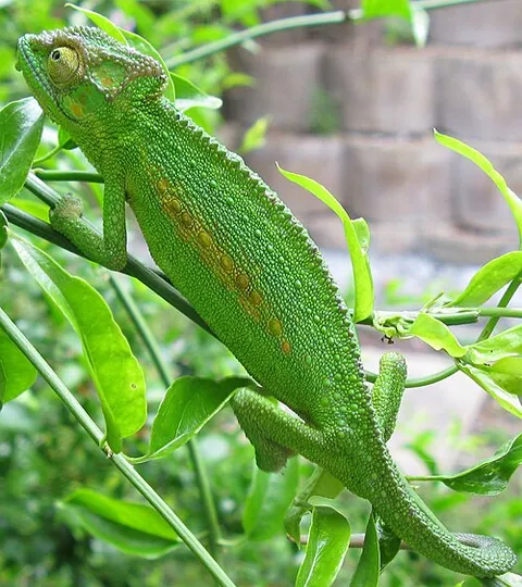 Caméléon