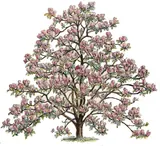Magnolia