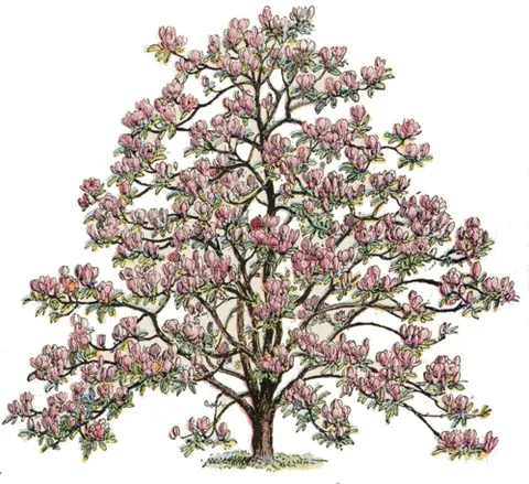 Magnolia