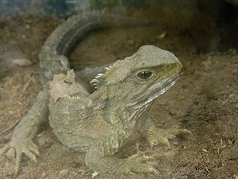 Sphénodon