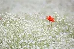 Gypsophila