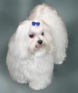 Bichon maltais