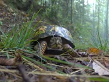Tortue boîte