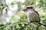 Kookaburra