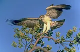Aigle