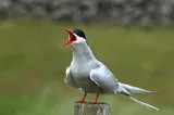 Sterne arctique