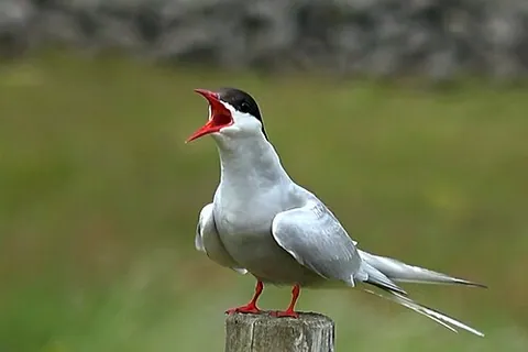 Sterne arctique