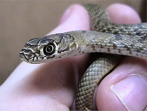 Serpent à fouet