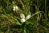 Chelone