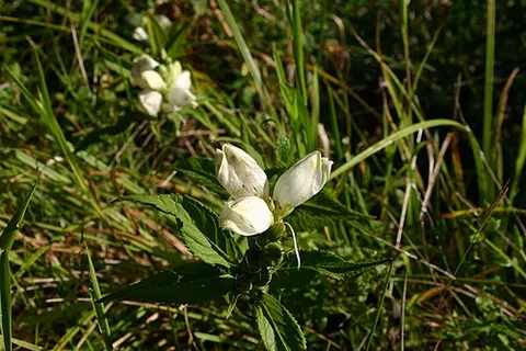 Chelone