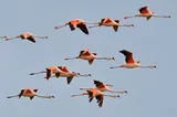Flamant du Chili