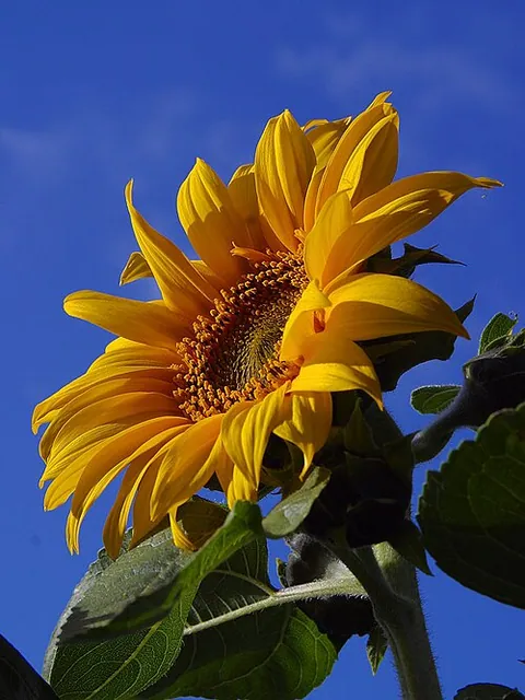 Tournesol
