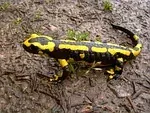 Salamandre