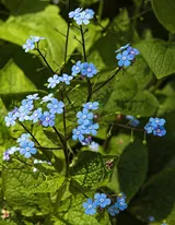 Brunnera