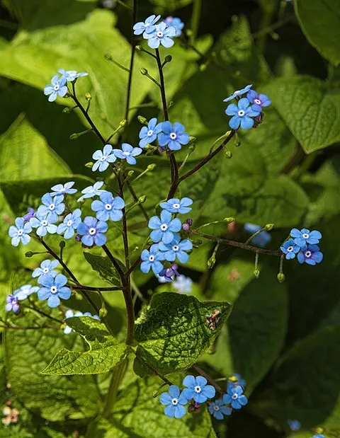 Brunnera