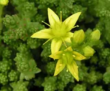 Sedum