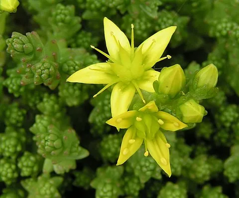 Sedum