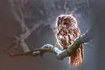 Hibou