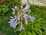 Agapanthe