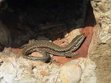 Lézard des murailles