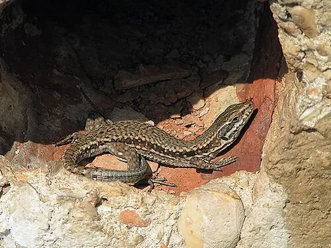 Lézard des murailles