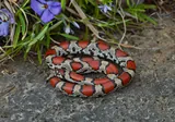 Serpent faux corail