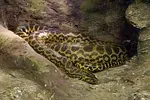 Boa constricteur impérial