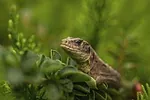 Lézard à tête bleue