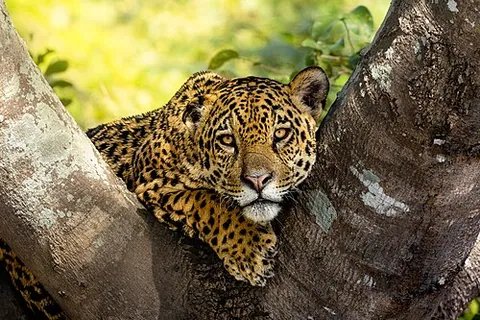 Jaguar