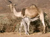 Dromadaire