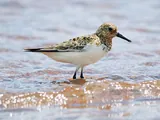 Bécasseau sanderling