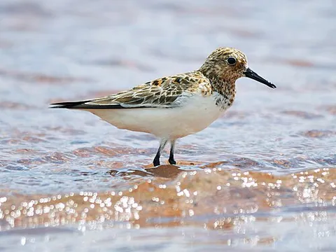 Bécasseau sanderling