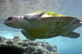 Tortue de mer
