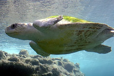 Tortue de mer