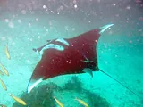 Raie manta