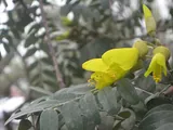 Sophora