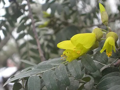 Sophora