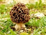 L'Invention de Morel