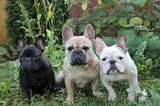 bouledogue français