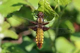 Broad-bodied Chaser