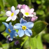 Myosotis