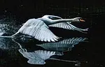 Cygne