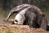 Tamanoir