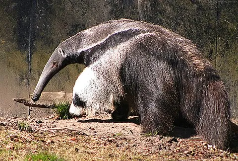 Tamanoir