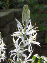 Camassia