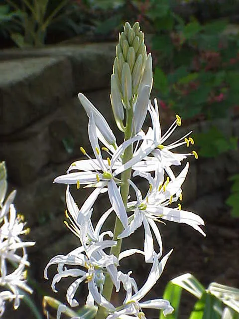 Camassia