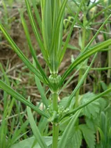 Sceau de Salomon