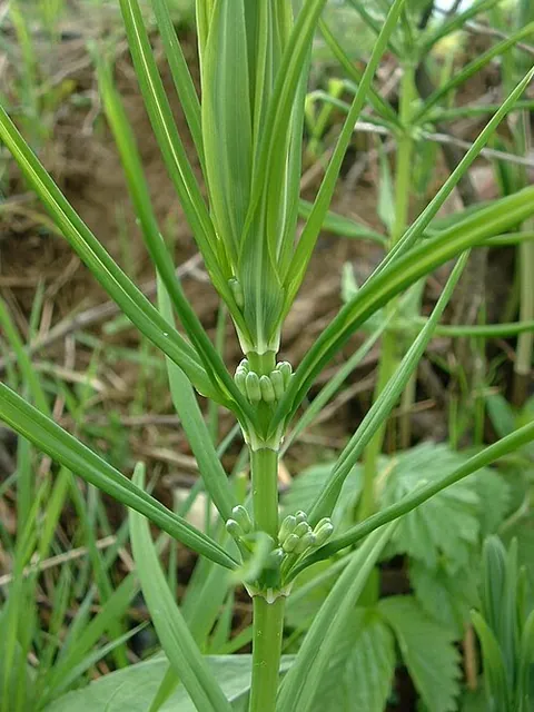 Sceau de Salomon