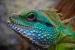 Lézard dragon