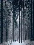 Ori and the Blind Forest